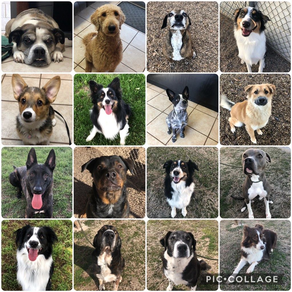 Dog Kennels, Cat Kennels Redwind Pet Resort Norman, Oklahoma